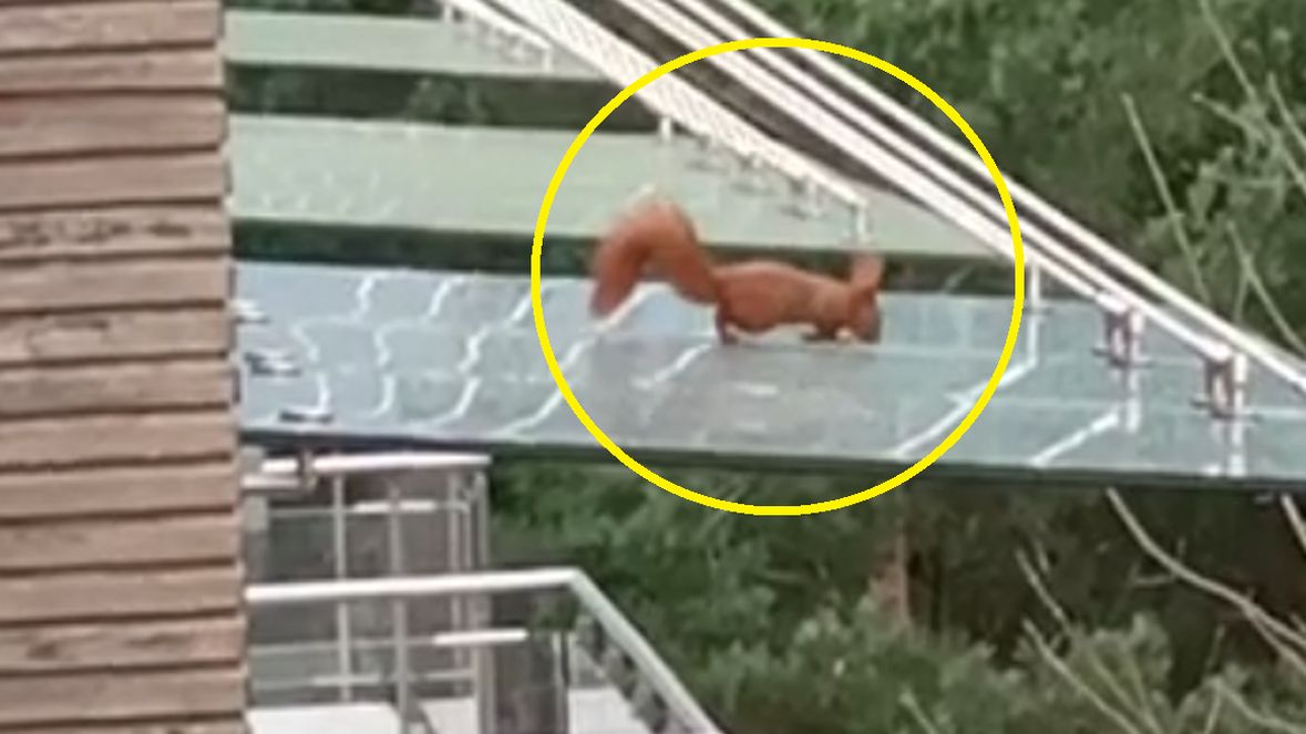 Wiewiórka dała popis sprawności 