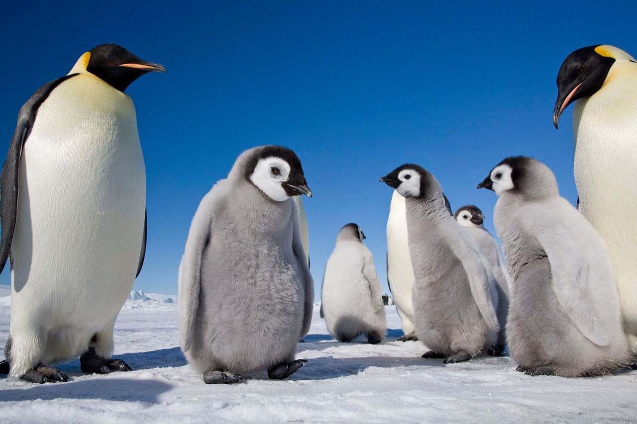 Poświęciła się dla pingwinów cesarskich. Fotografowała je ponad 11 lat