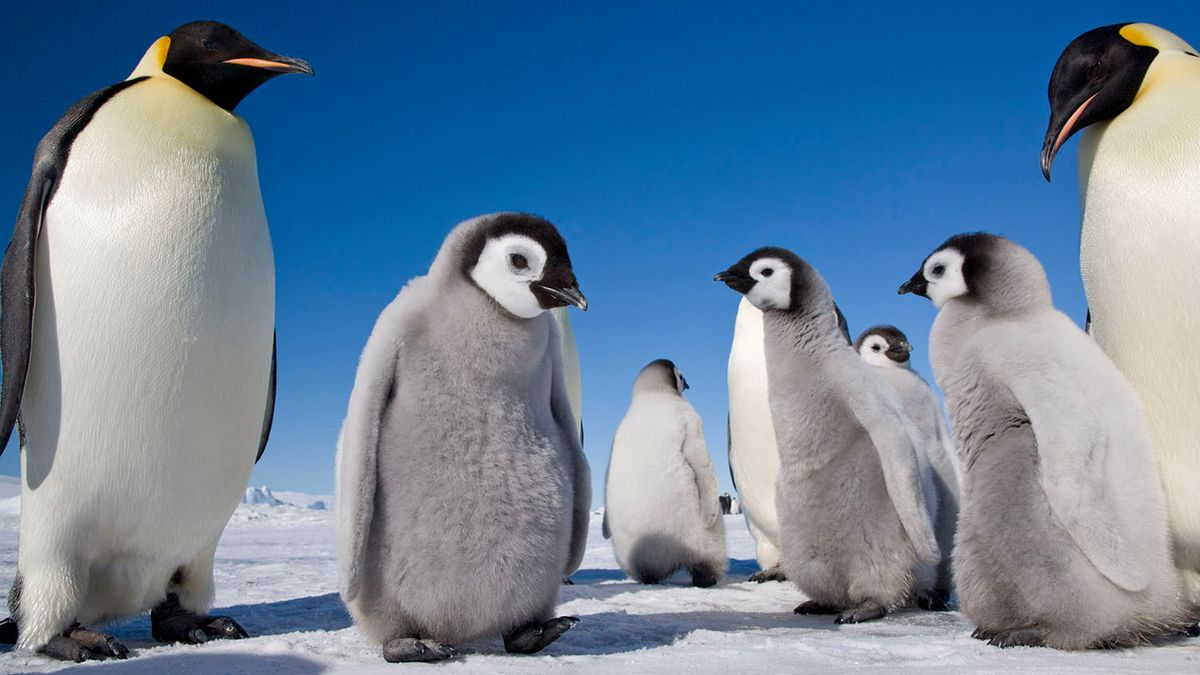 Poświęciła się dla pingwinów cesarskich. Fotografowała je ponad 11 lat 1