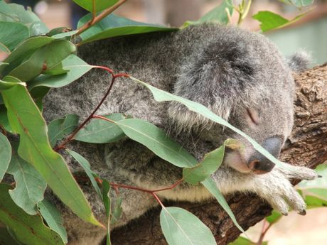 Co mówi misio? Koala i komórki