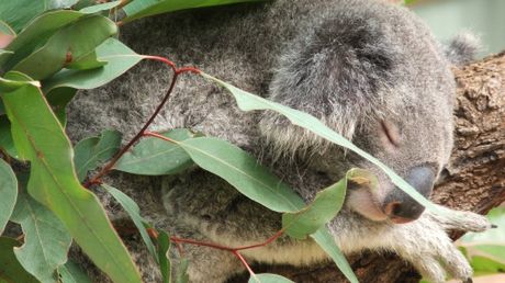 Co mówi misio? Koala i komórki 1
