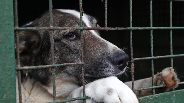 Psy ofiarami pandemii koronawirusa