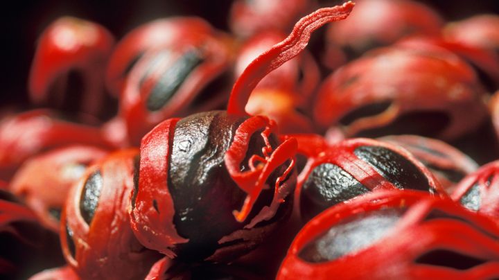 Niedoceniana przyprawa. Gałka muszkatołowa chroni serce i działa jak afrodyzjak