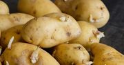 Polacy masowo popełniają ten błąd przez całą wiosnę. Chodzi o jedzenie ziemniaków