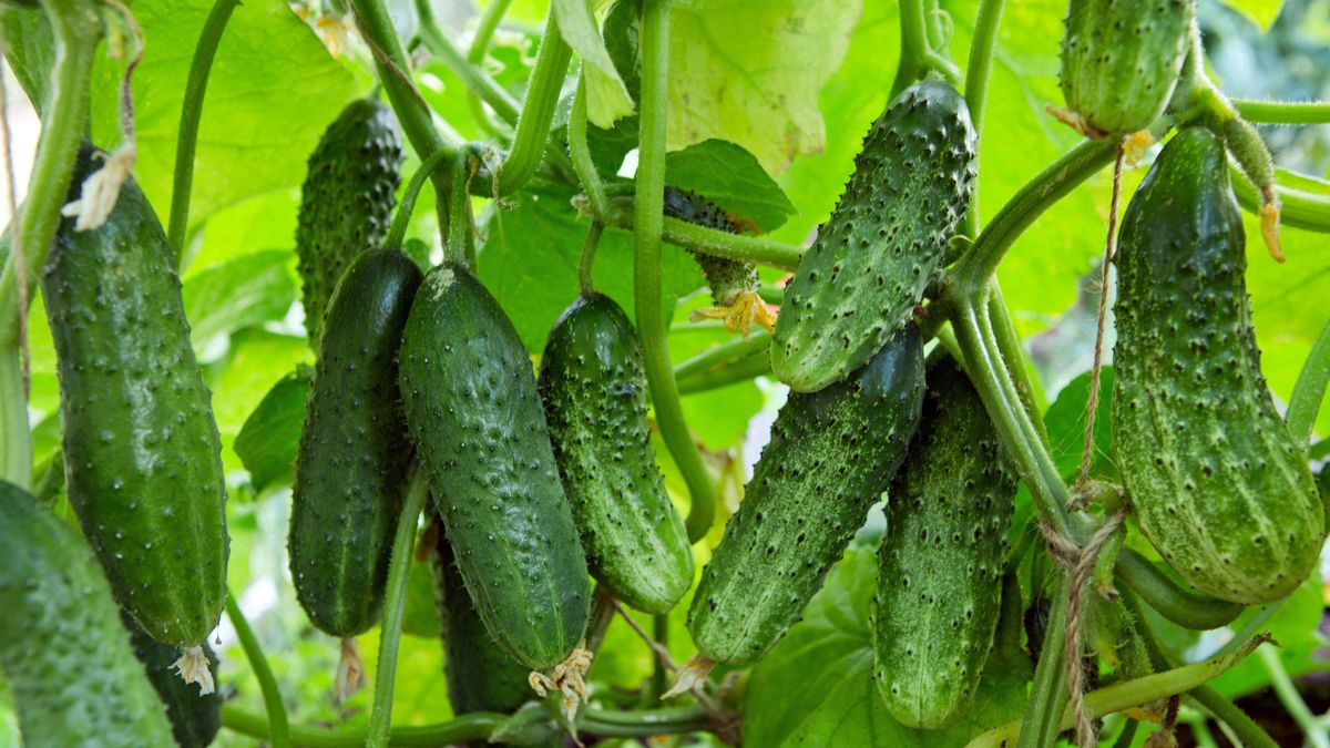 Domowy nawóz wykonasz tylko z trzech produktów