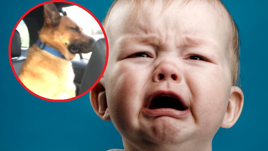 Zamknęli psa z płaczącym dzieckiem. Rodzice utożsamiają się z jego reakcją
