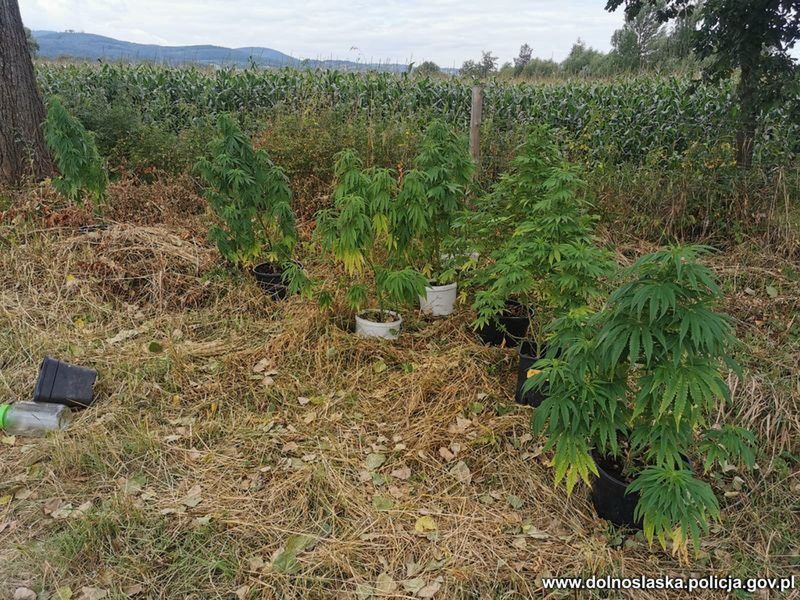 Zlikwidowano plantację marihuany na Dolnym Śląsku. Zatrzymany 22-latek