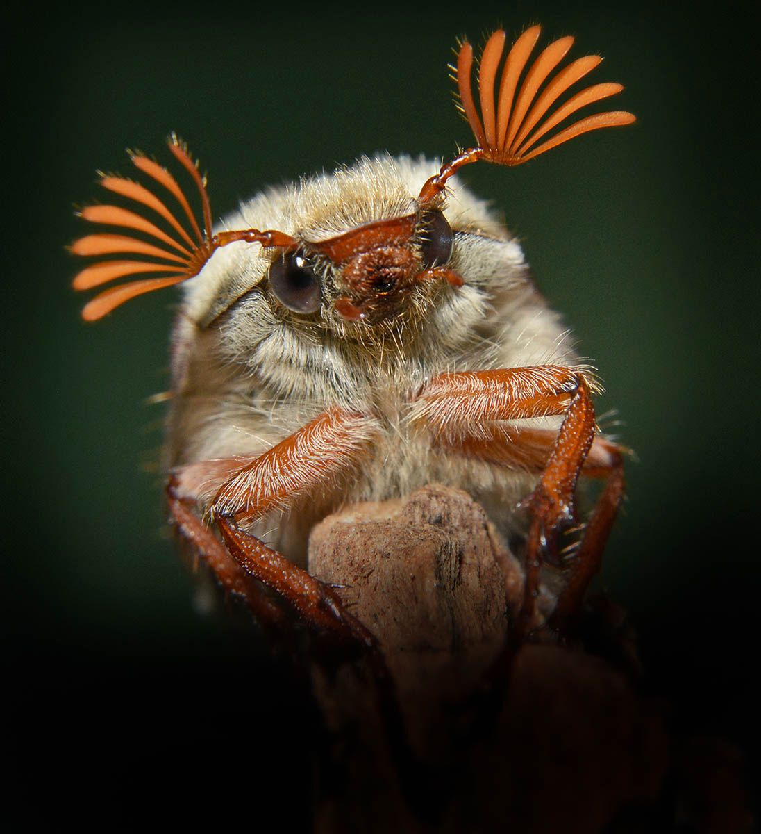 Macro Art Photo Project 2019, czyli najpiękniejsze ujęcia makro 2