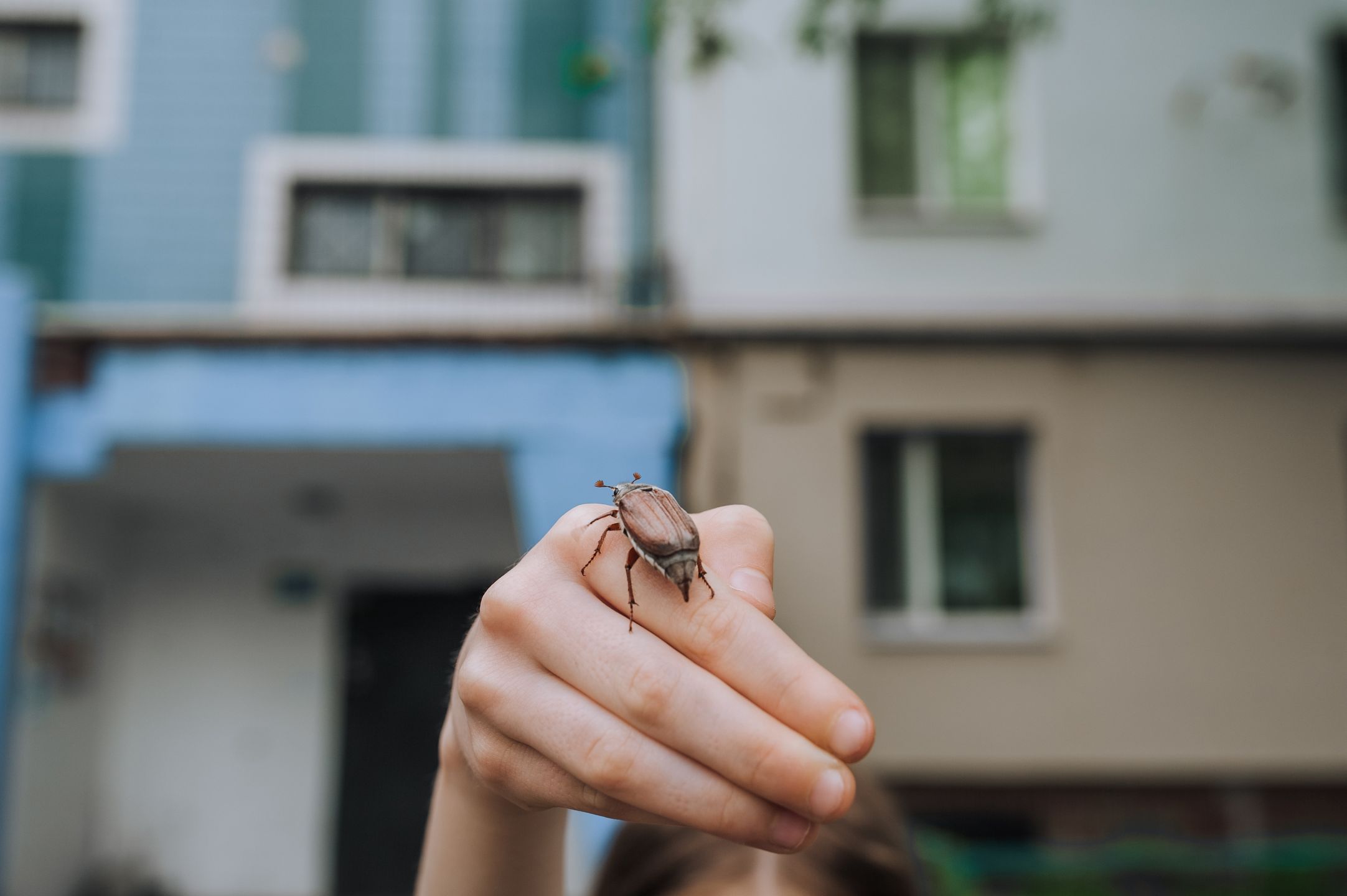 Chrabąszcze majowe nie są groźne dla człowieka
