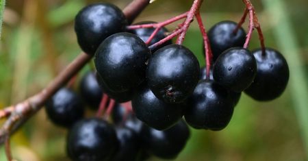 Najzdrowsze owoce zbierzesz za darmo. To pomysł polskich rolników