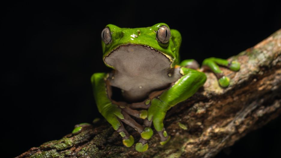KAMBO FROG, HALLUCINOGENIC FROG FROM THE PERUVIAN AMAZON
