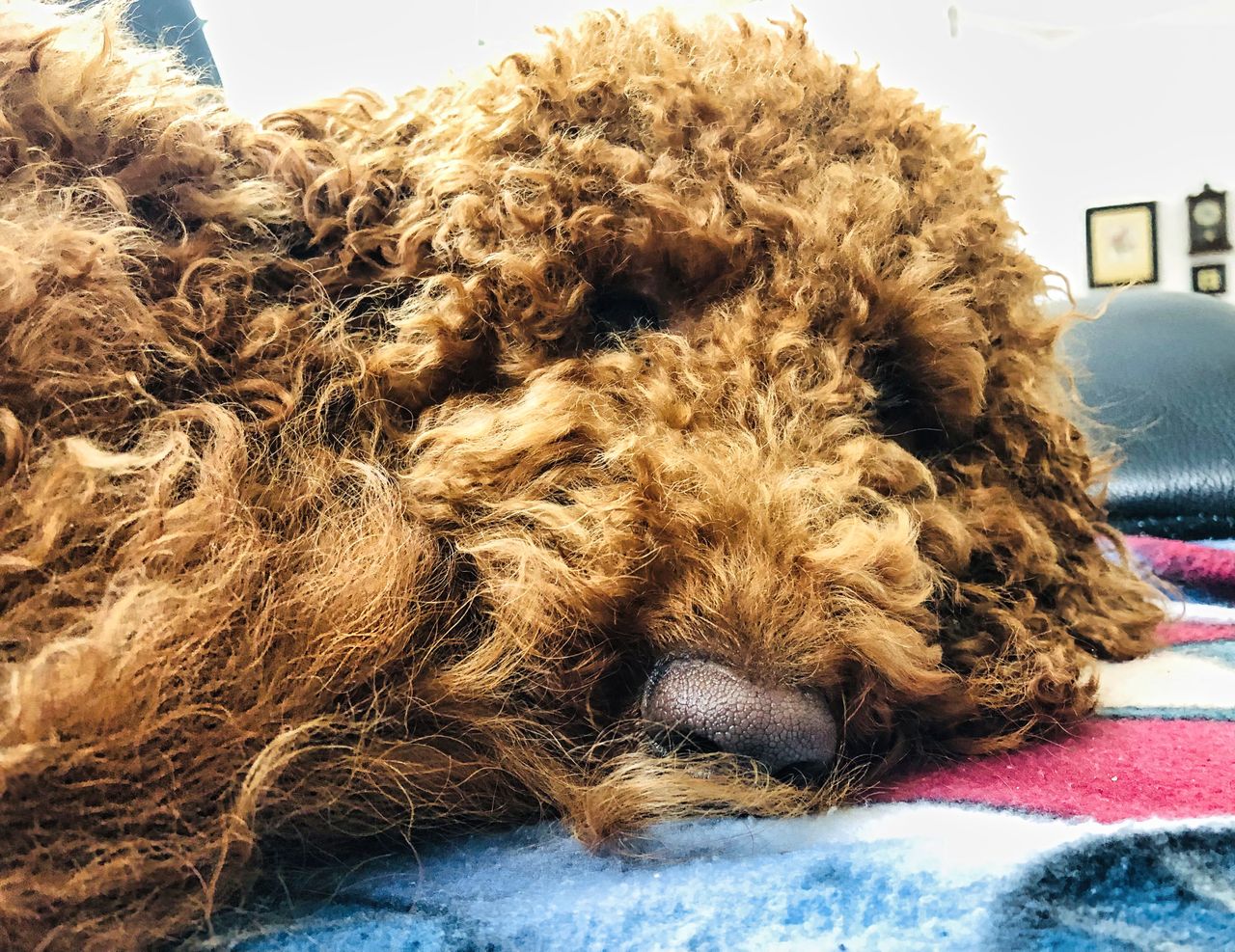 Grodzisk: Historia Loczka poruszyła mieszkańców