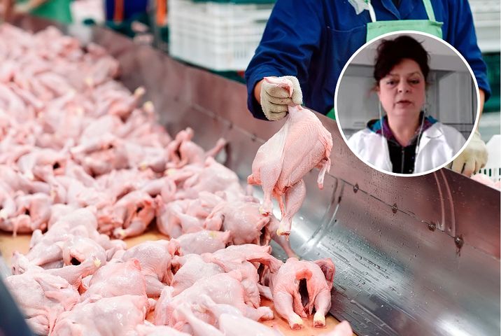 Człowiek stwarza wirusowi ptasiej grypy coraz lepsze warunki. Zabito 9 razy więcej kur niż jest ludzi