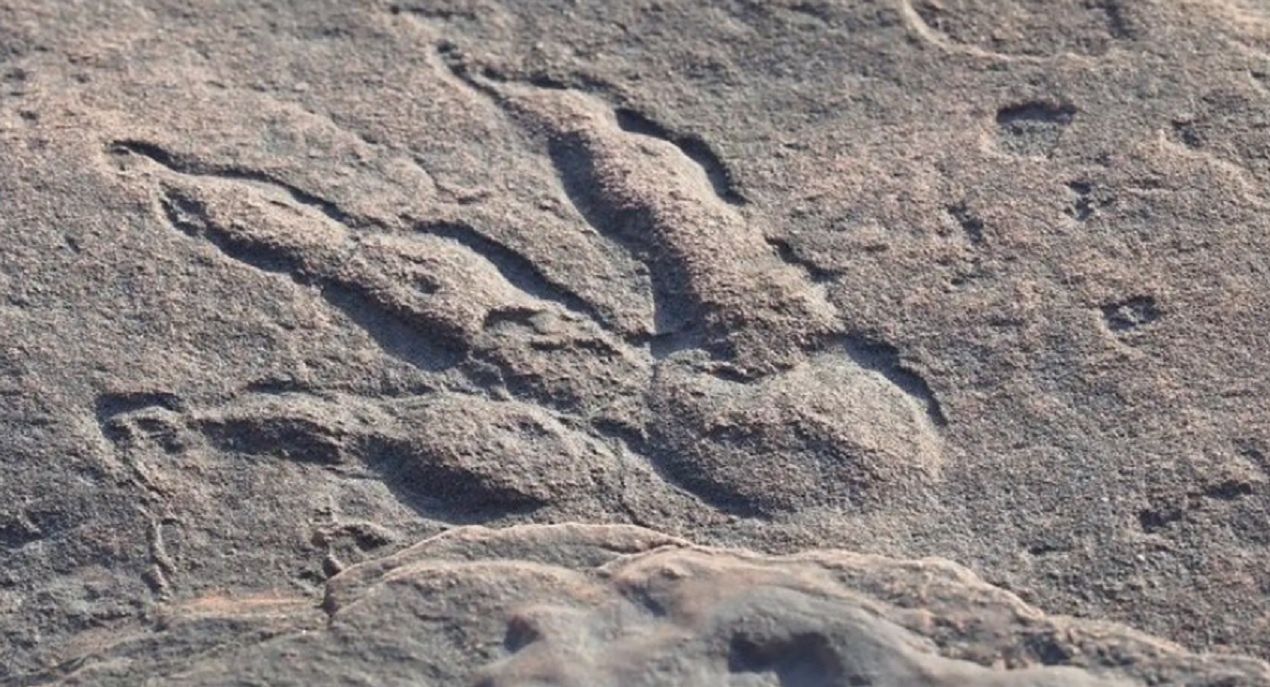 The footprint of a dinosaur from 220 million years ago