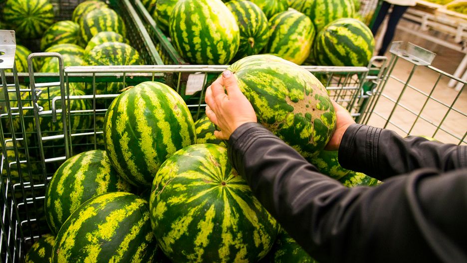 Jak wybrać idealnego arbuza?