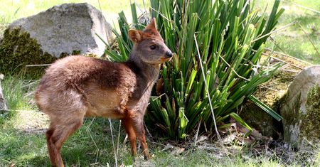 Niezwykłe wydarzenie w niemieckim zoo. Co za urocze zwierzątko!