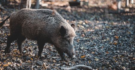 Szkolnictwo w Polsce schodzi na... świnie? Nietypowy gość zawitał na Uniwersytet Rzeszowski