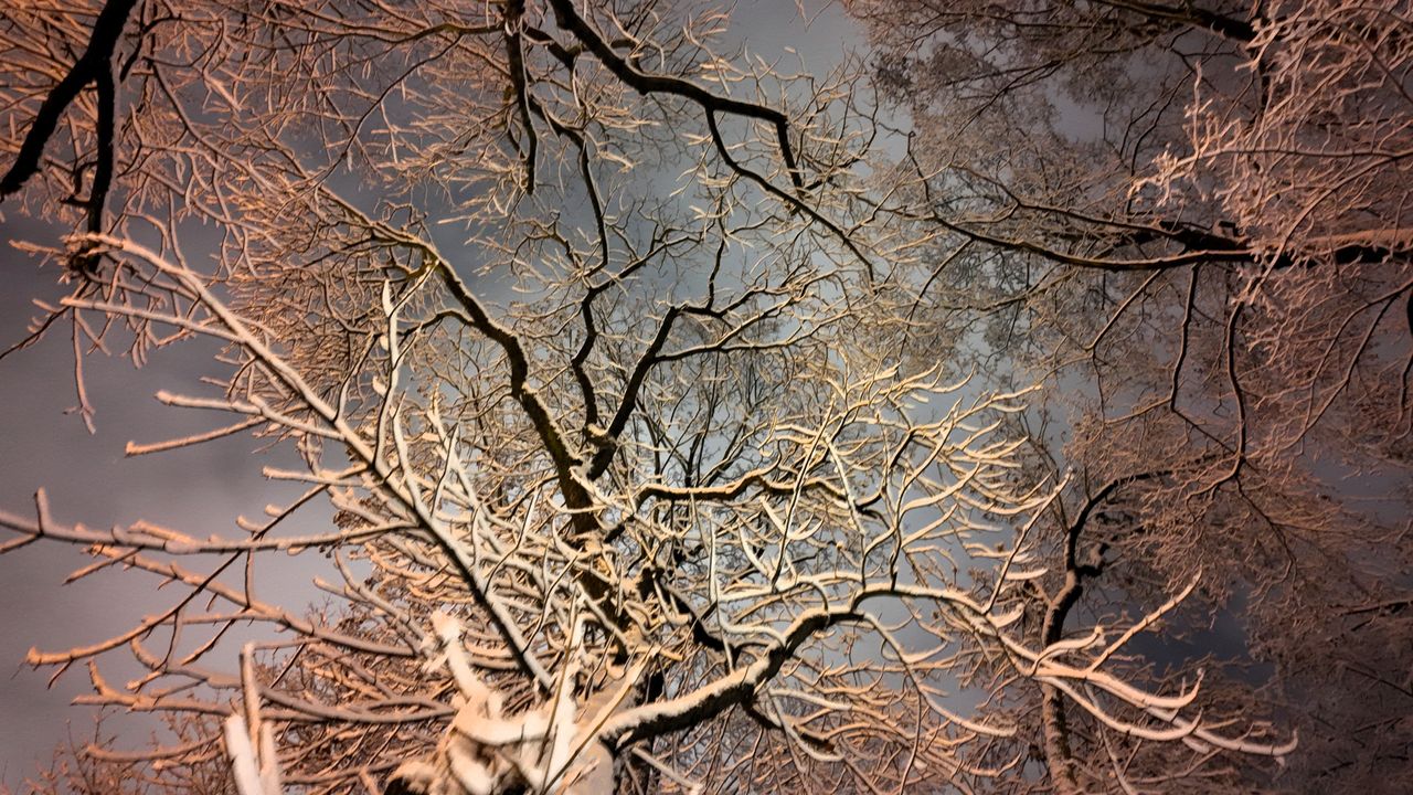 Pierwszy śnieg w Parku Staszica w Częstochowie, 26 listopada 202