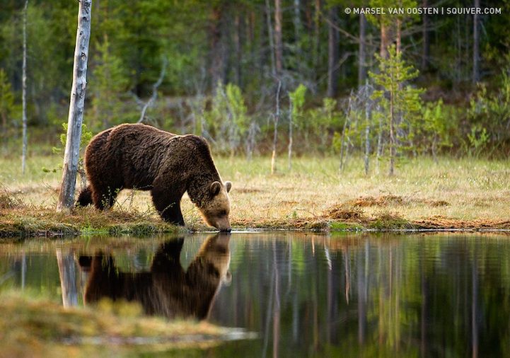 Przeglądając jego portfolio na 500px.com trudno zdecydować, które zdjęcie jest najlepsze. Sposób w jaki Marcel fotografuje zwierzęta od hipopotamów do pingwinów czyni go mistrzem w swojej dziedzinie.