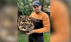 "Nowy rekord". Aż 400 sztuk. I to wcale nie z lasu