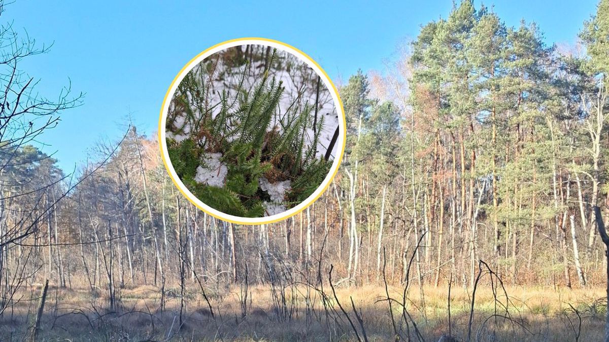 Roślina starsza niż dinozaury. Niezwykłe odkrycie w lesie