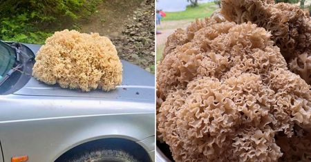 Osiągają nawet 15 kg. Sypnęło nimi w Polsce. Łatwo się naciąć