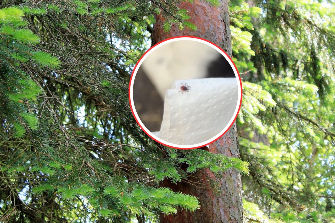 Nowy gatunek kleszczy w Polsce. Tak się ochronisz