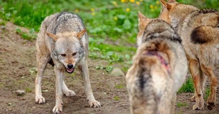 Wilki mają śmiertelnie groźnych wrogów. Poruszający post Nadleśnictwa Kolbudy