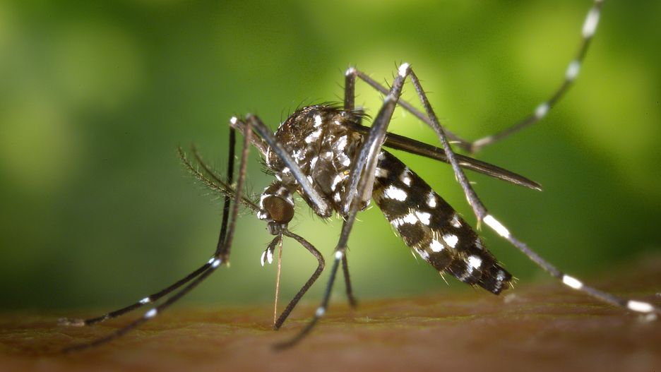 Komar Aedes albopictus