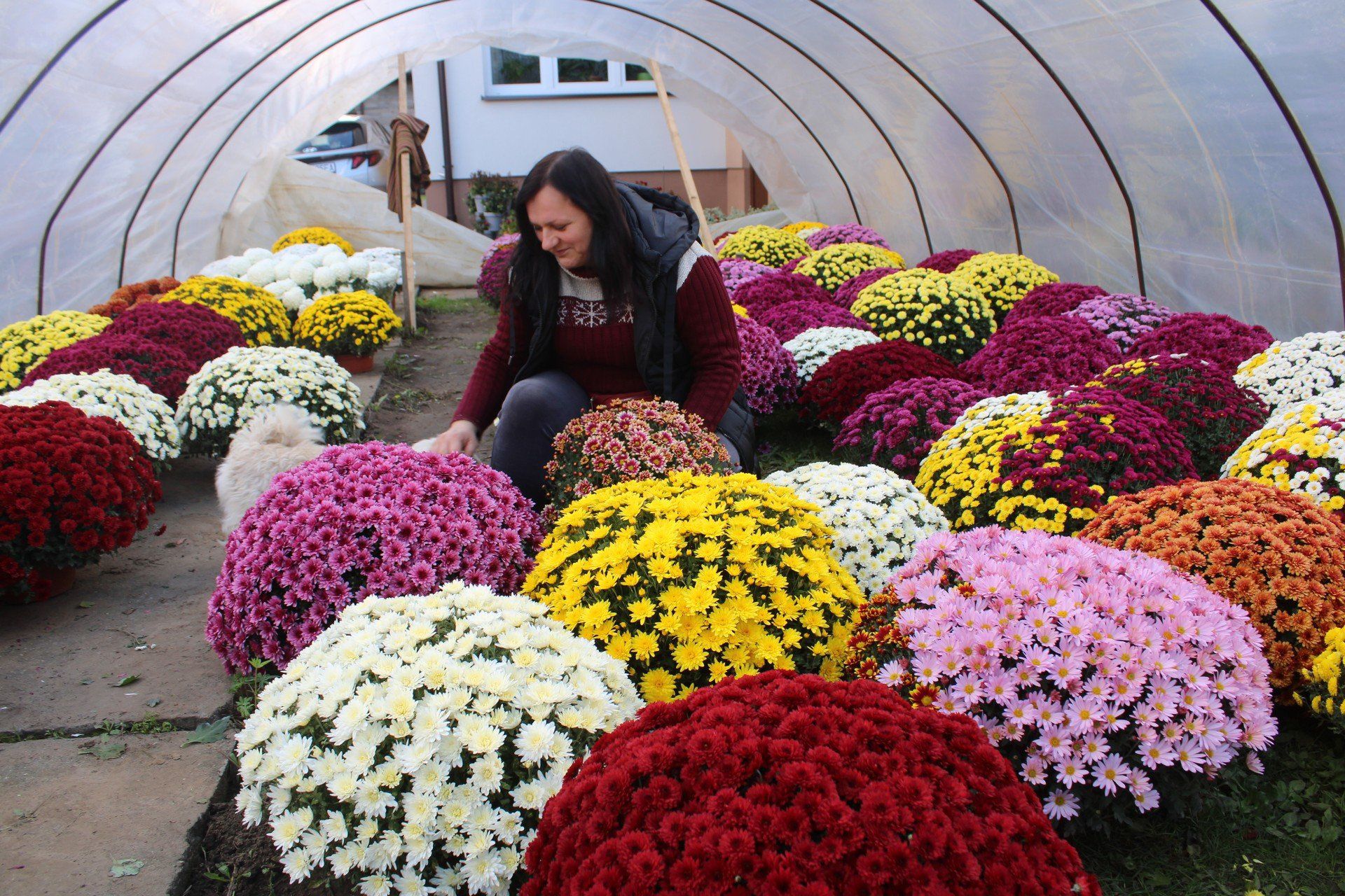 Chryzantemowe zagłębie w gminie Igołomia-Wawrzeńczyce. Iwona Puchalska w tunelu przy jesiennych kwiatach