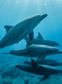Dolphins now have to "shout" to each other. Humans to blame
