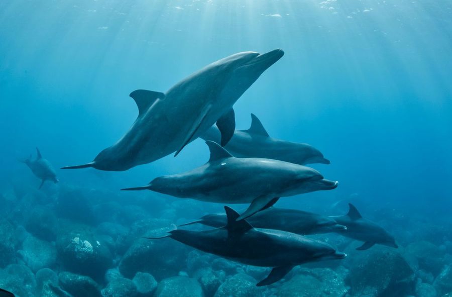 Dolphins now have to “shout” to each other. Humans to blame