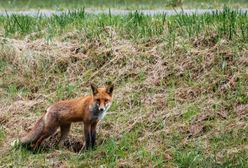 Mazowieckie. Kolejny lis z wścieklizną. To już siódmy przypadek