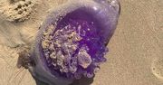”Fioletowa galareta” znaleziona na plaży