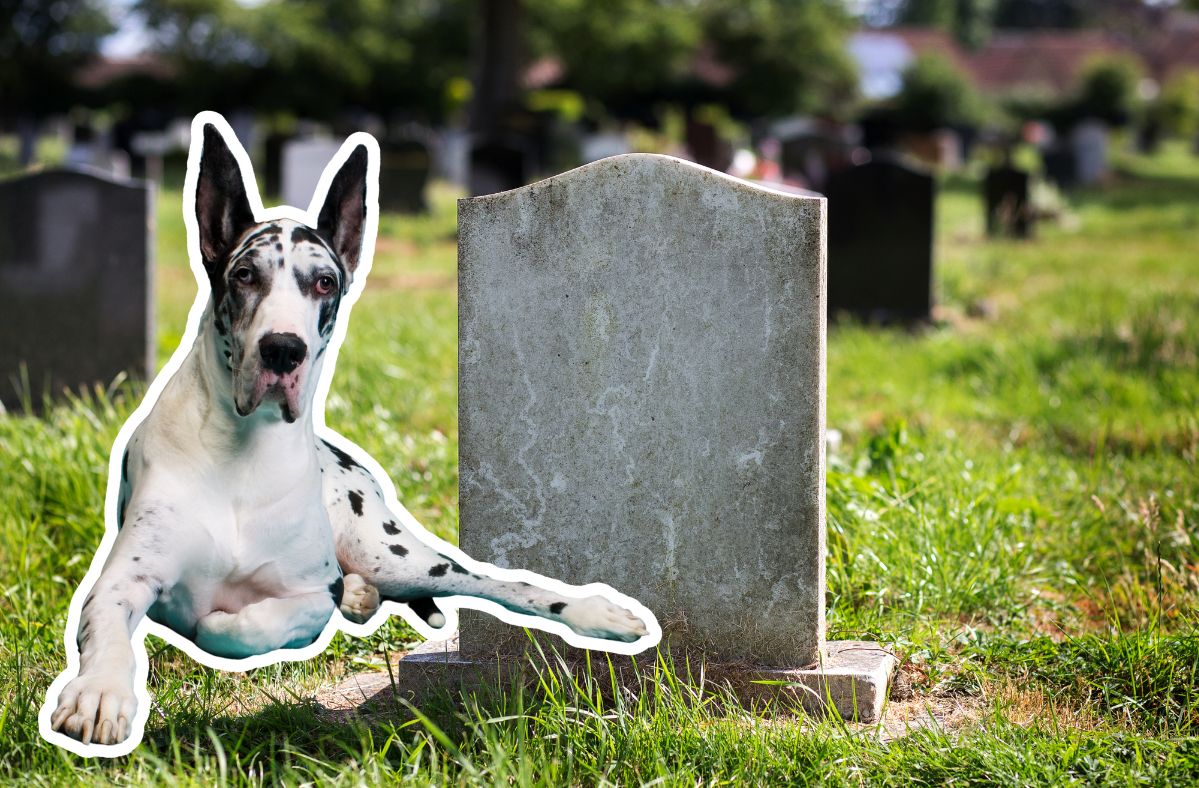 Węgliska: Cmentarz dla zwierząt. Miłość nie kończy się wraz z życiem