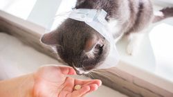 Świerzb u kota - drżążący, uszny, objawy, leczenie