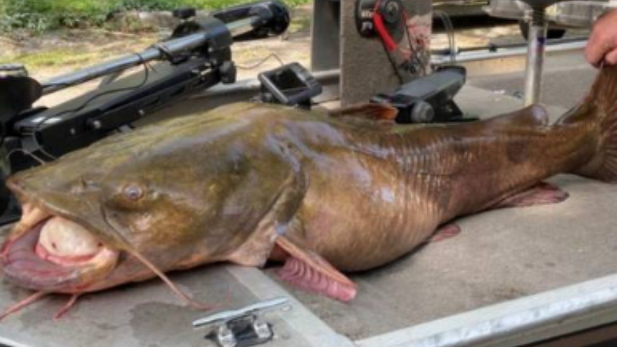 Tak wygląda sum, którego złowienie pozwoliło rybakowi pobić rekord stanu