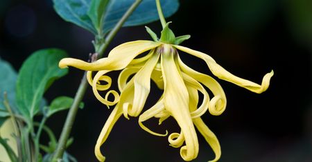 Niesamowite właściwości olejku ylang-ylang
