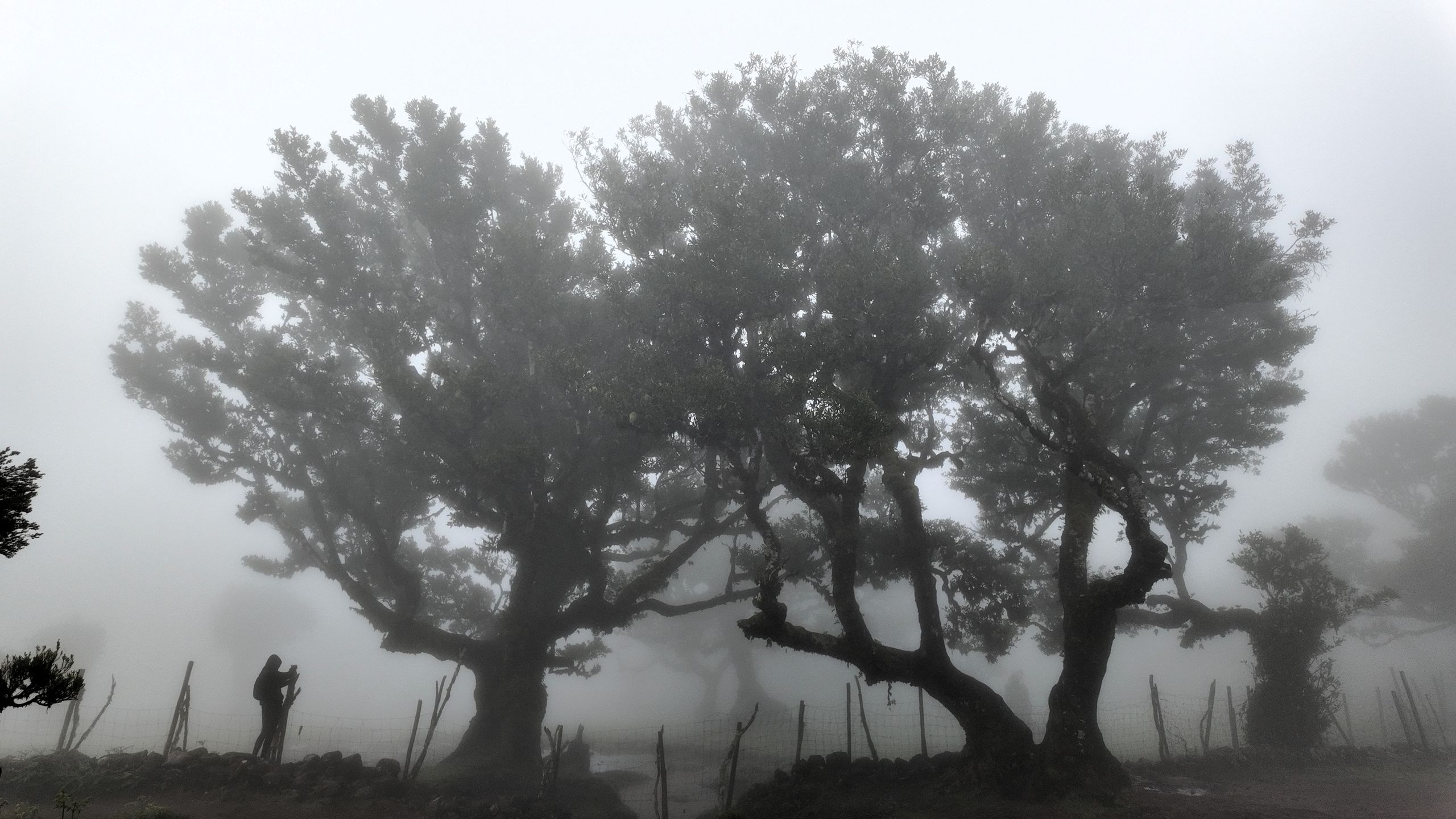 Las Fanal, Madera