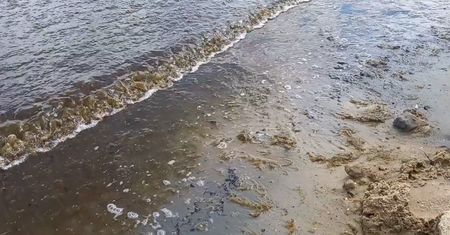 Sinice nad Bałtykiem. Nagranie świadka z Sopotu