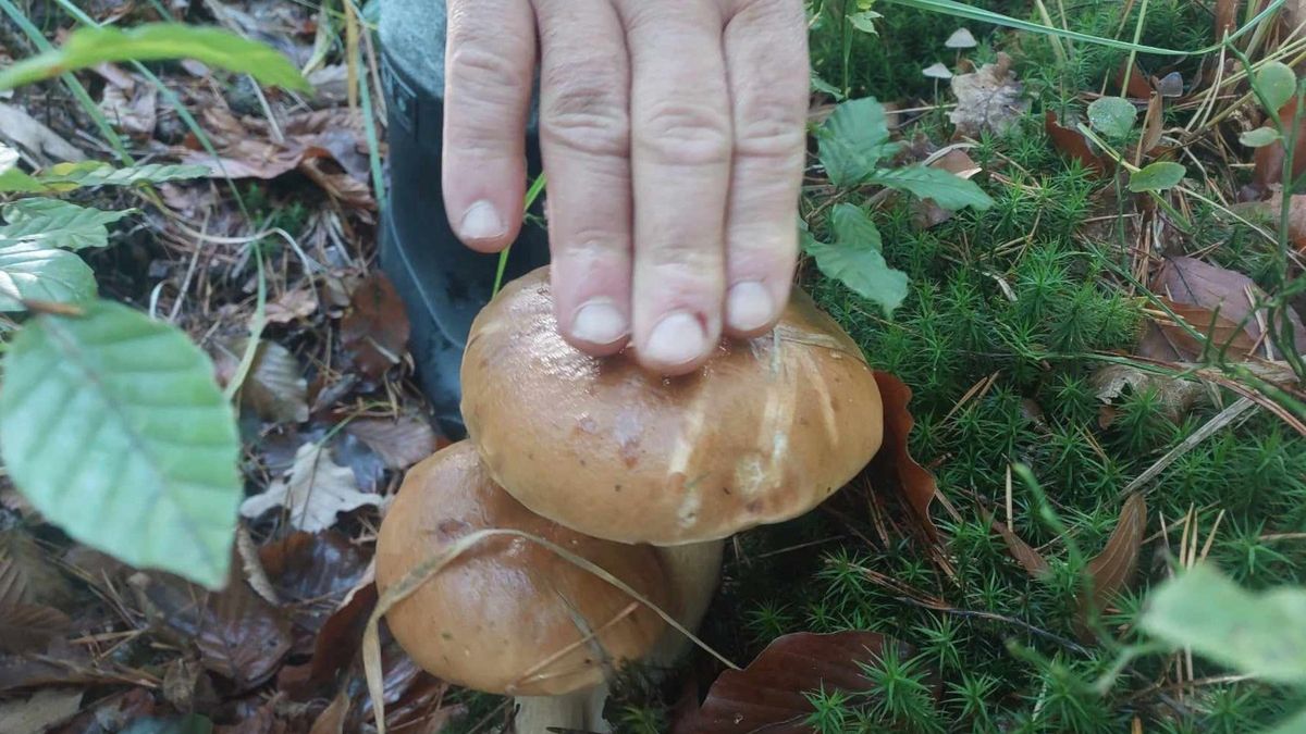 Jak sprawdzić, czy grzyb jest dobry?