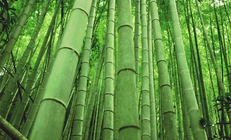 Ty widzisz bambus, a my…