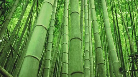 Ty widzisz bambus, a my… 1