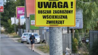 Dłużniów: Tym razem zakażona kuna. Ósme ognisko wścieklizny w tym roku na Lubelszczyźnie