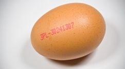 Jak kupić dobre jajka?