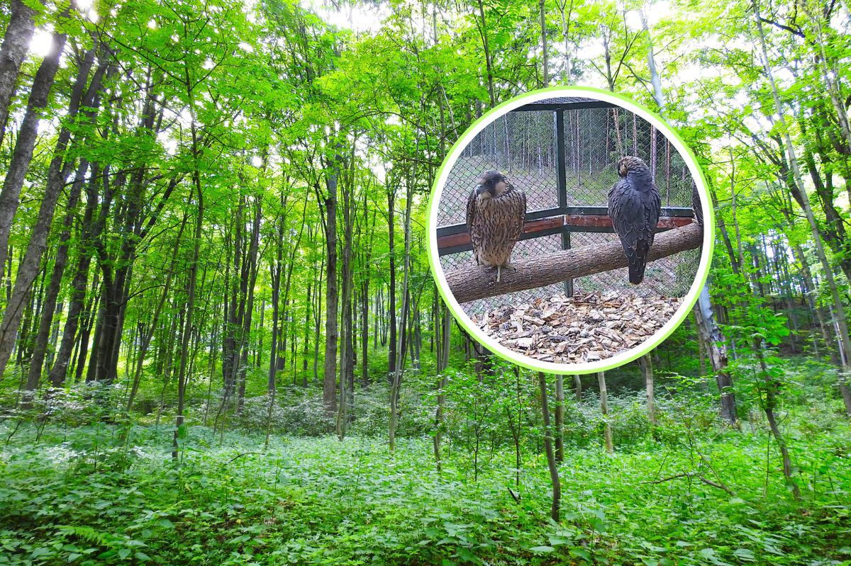 Leśnicy poruszeni. 20 wypuszczonych na wolność. "Do tej pory nie było ani jednego"