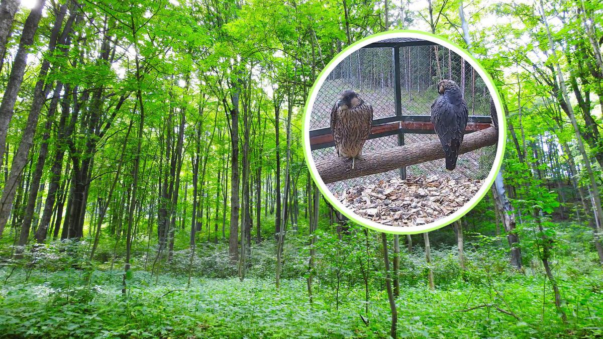 Sokoły wędrowne wracają do Puszczy Knyszyńskiej