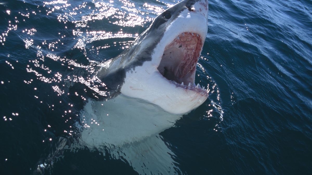 Atak rekina w Egipcie. Turysta i przewodnik stracili kończyny