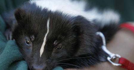 Śmierdzący problem. Skunksy uciekły z ZOO
