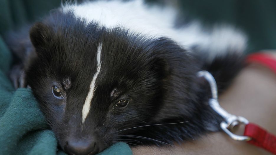 Animal keeper Eunice Hui cradles Oliver the striped skunk at the CuriOdyssey wildlife and science center in San Mateo, Calif. on Wednesday, March 4, 2015. Oliver has been descented and is one of the center's animal ambassadors. The unusually warm and dry weather this winter has skunks in the wild becoming more active earlier in the season. (Photo By Paul Chinn/The San Francisco Chronicle via Getty Images)
